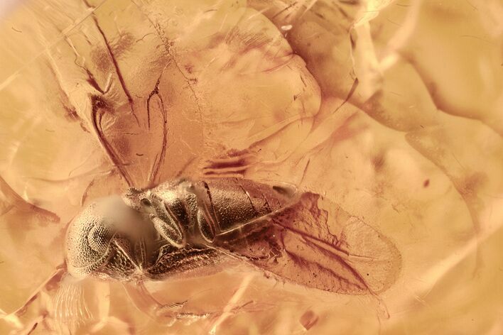 Detailed Fossil Death-Watch Beetle (Petalium?) in Baltic Amber #315295